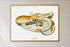 framed vintage velodona octopus illustration print wall art
